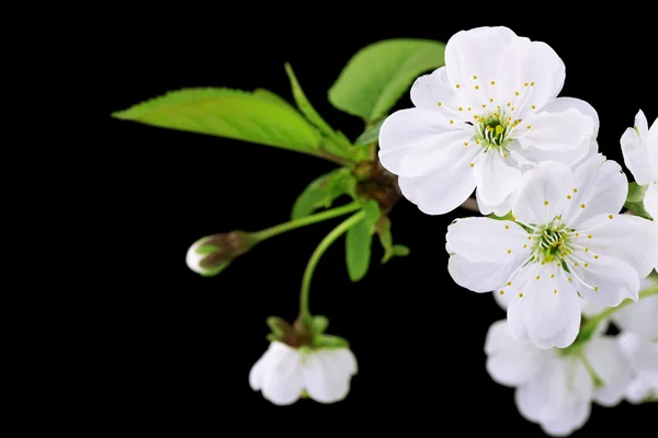 Stock image Close-up of Cherry blossoms