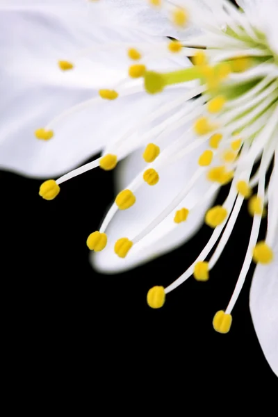 Κοντινό πλάνο της κερασιάς άνθη — Φωτογραφία Αρχείου