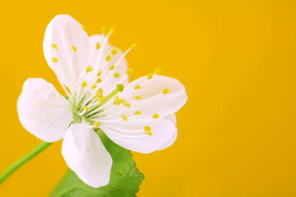 Detail Třešňové květy — Stock fotografie