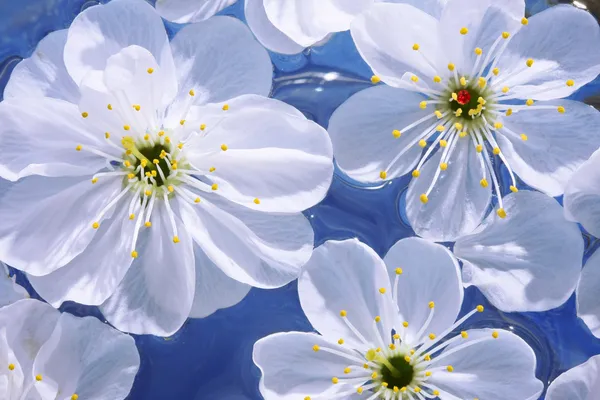 Närbild av körsbär blommor — Stockfoto