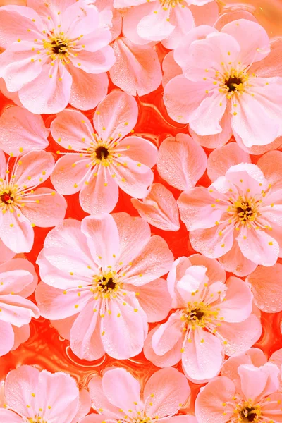 Close-up of Cherry flowers — Stock Photo, Image