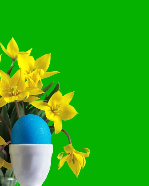 Синее пасхальное яйцо и желтые тюльпаны — стоковое фото