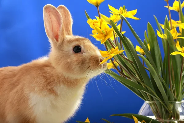 Conejo de Pascua y tulipanes amarillos — Foto de Stock