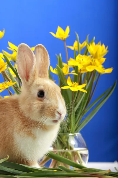 Easter bunny och gula tulpaner — Stockfoto