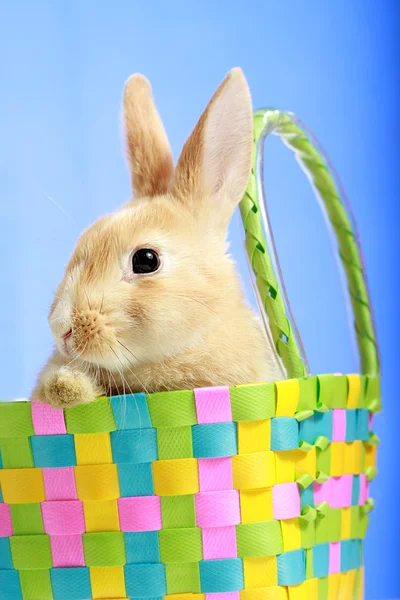 Coniglietto di Pasqua in un cesto — Foto Stock