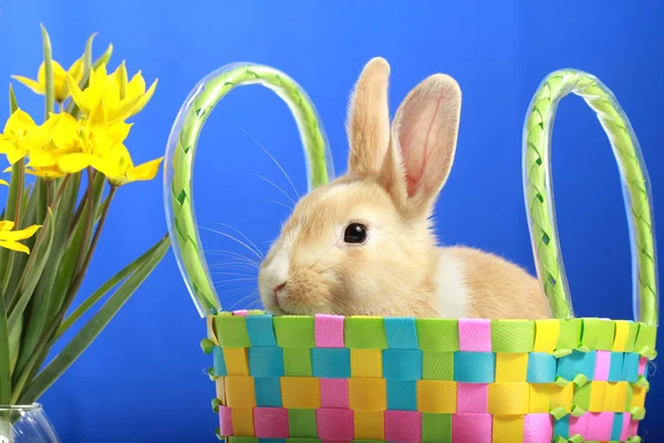 Easter bunny en geel tulpen — Stockfoto