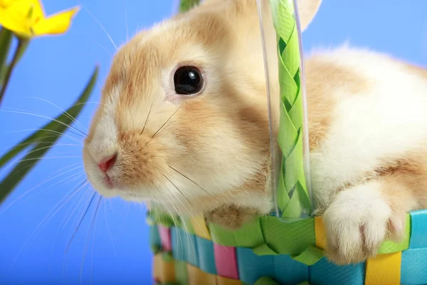 Conejo de Pascua en una cesta — Foto de Stock