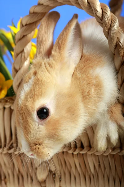 바구니에 부활절 토끼 — 스톡 사진