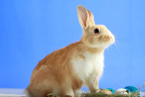 Conejo de Pascua sobre fondo azul — Foto de Stock