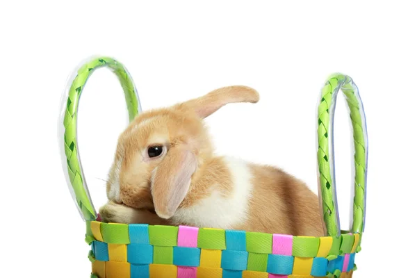 Easter bunny in a basket — Stock Photo, Image