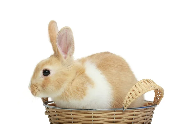 在篮子里的复活节兔子 — 图库照片