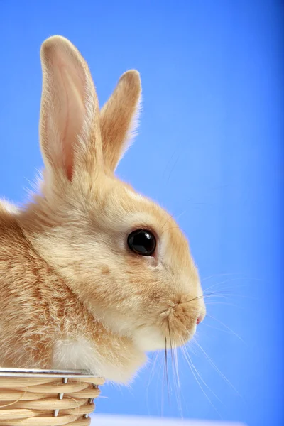 Coniglietto di Pasqua su sfondo blu — Foto Stock