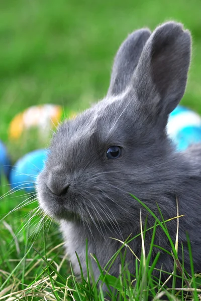 复活节小兔子 — 图库照片