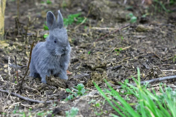 小型のイースターのウサギ — ストック写真