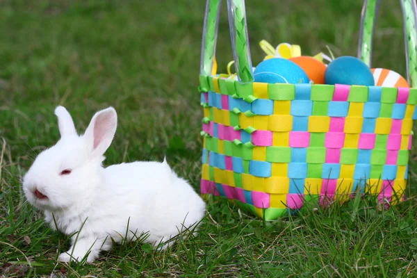 Pequeño conejo de Pascua — Foto de Stock