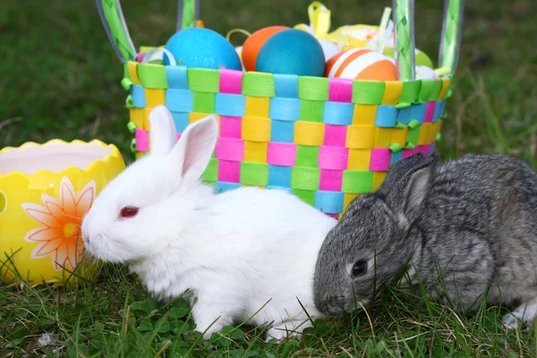 Small easter rabbits — Stock Photo, Image