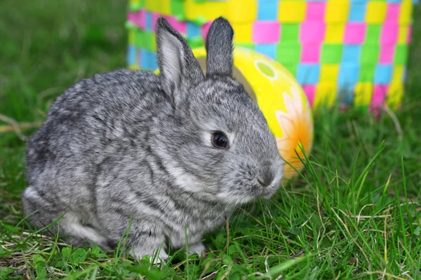 Malé velikonoční králík — Stock fotografie