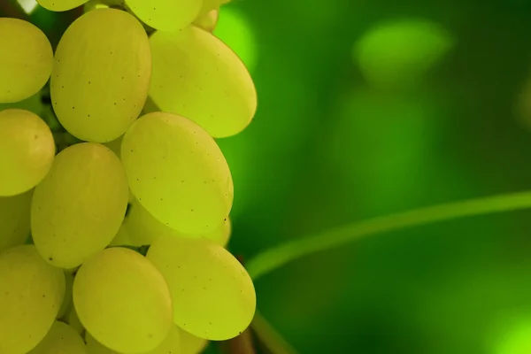 Yeşil üzüm asma kümede — Stok fotoğraf