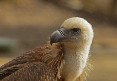 Eagle portresi