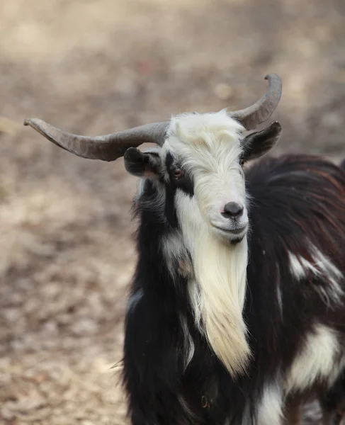 stock image Goat