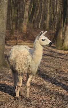 Lama (Lama glama)