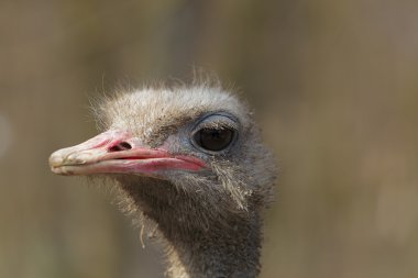 Dirty ostrich portrait clipart