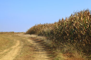 ülke toprak yol