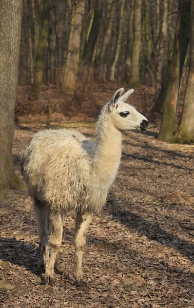 Lamadjur (Lama glama) — Stockfoto