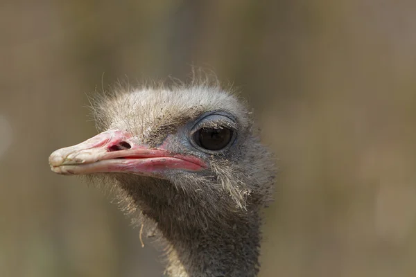 Dirty ostrich portrait — Stock Photo, Image