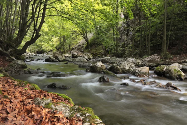 森の中の川 — ストック写真