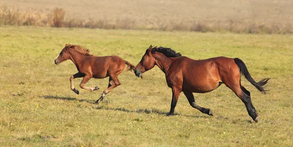 馬の走り — ストック写真