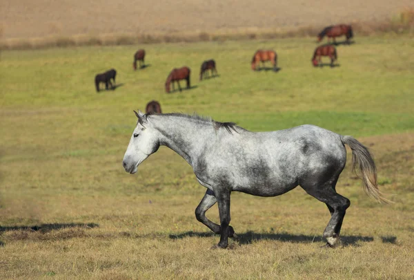 Табун коней — стокове фото