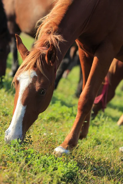 Pastoreio de cavalos — Fotografia de Stock
