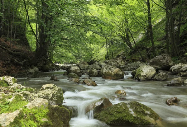 Река в лесу Лицензионные Стоковые Изображения