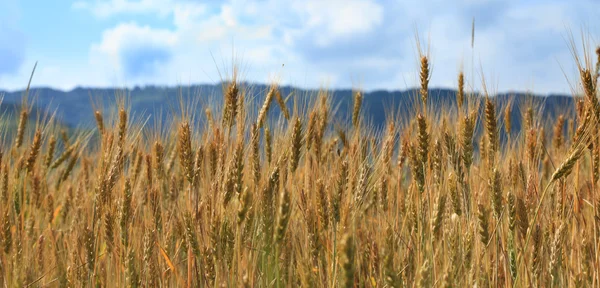 stock image Cereals field