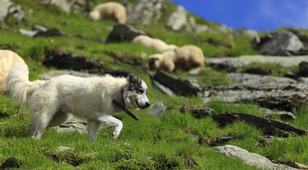 牧羊犬 — 图库照片
