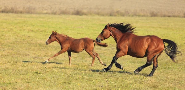 Rennende paarden — Stockfoto