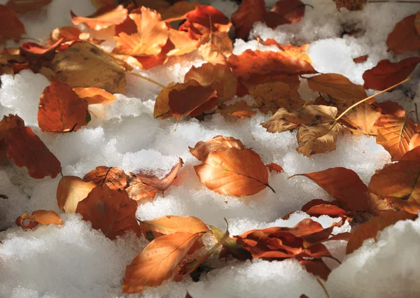 Seasons blending — Stock Photo, Image