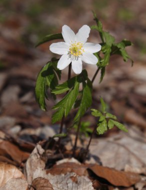 Ahşap şakayık (Anemone nemorosa)