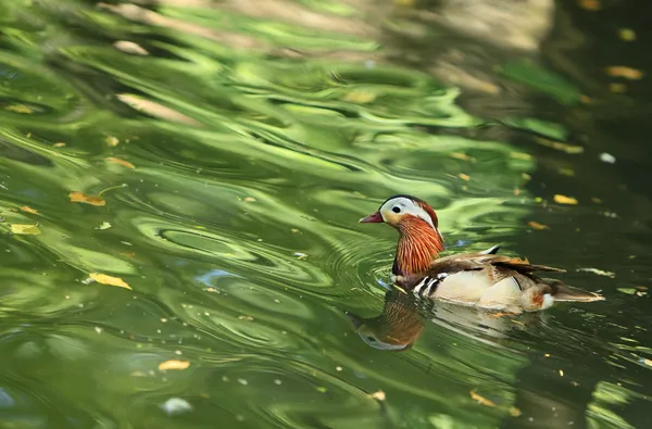 Mandarin duck (Aix galericulata) — Stock Photo, Image