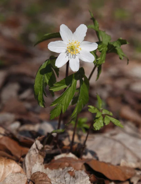 stock image Wood anemone (Anemone nemorosa)