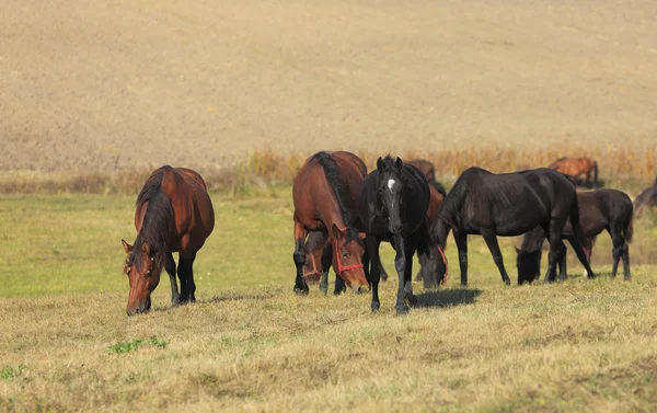 Herd Of Horses — Stock Photo, Image