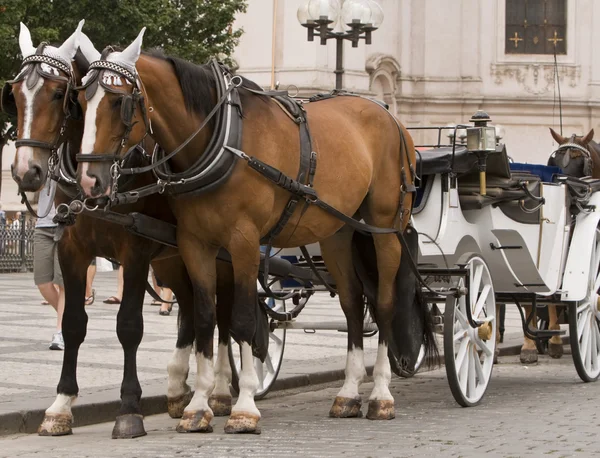 Koně a kočár v Praze — Stock fotografie