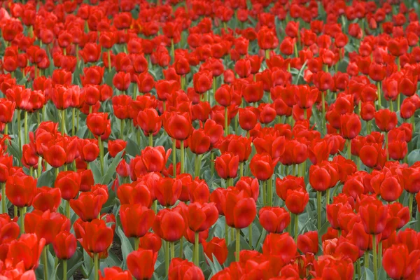 붉은 튤립 밭 — 스톡 사진