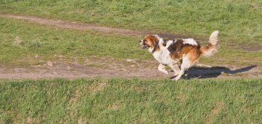 St. Bernard running clipart