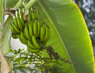 Banana tree clipart