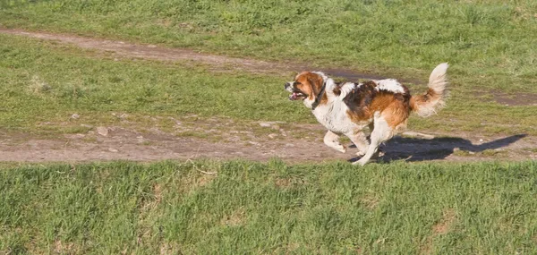 stock image St. Bernard running