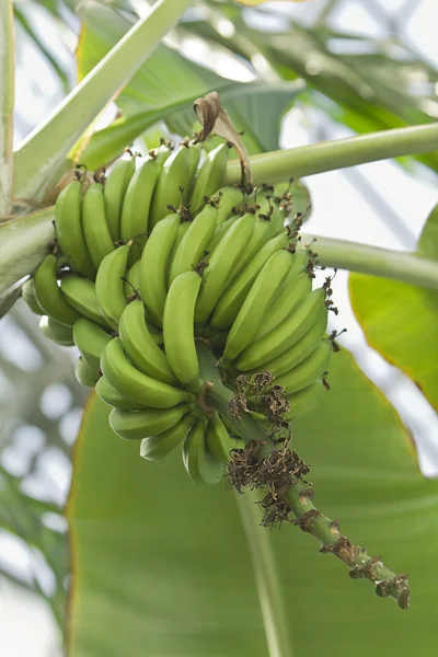 Bananas in tree — Stock Photo, Image
