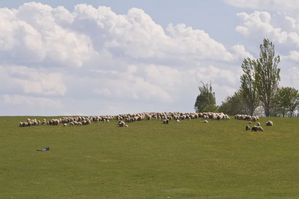Sheep grazing — Stock Photo, Image