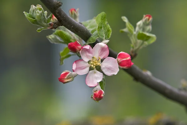 stock image Apple flower